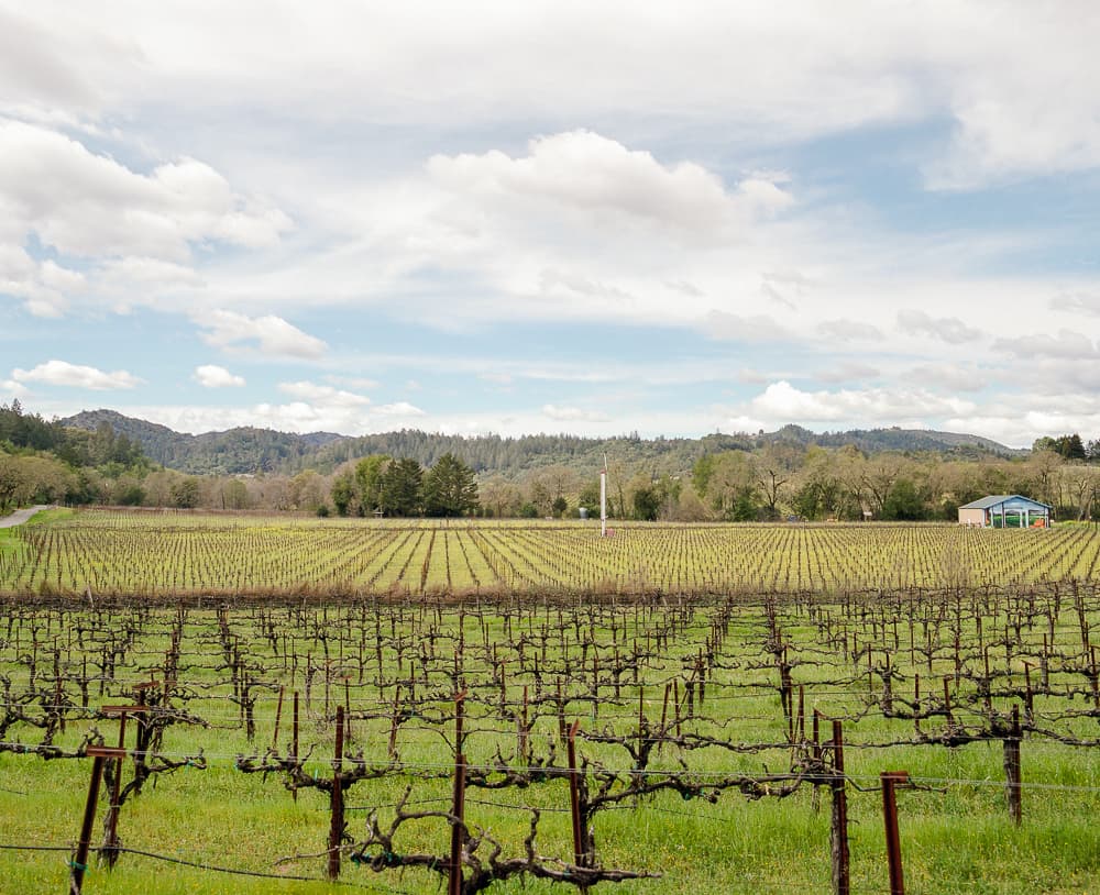 Rows of dormant grapevines stretching across a vineyard beneath scattered clouds