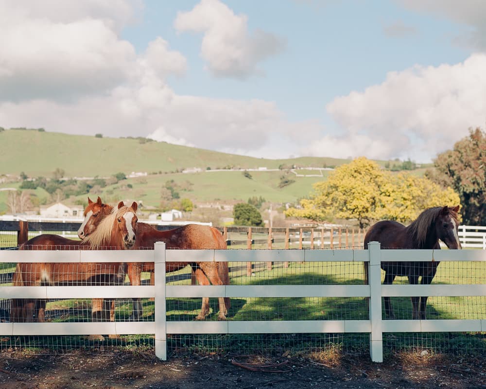 Three horses standing at a white fence in green rolling pasture