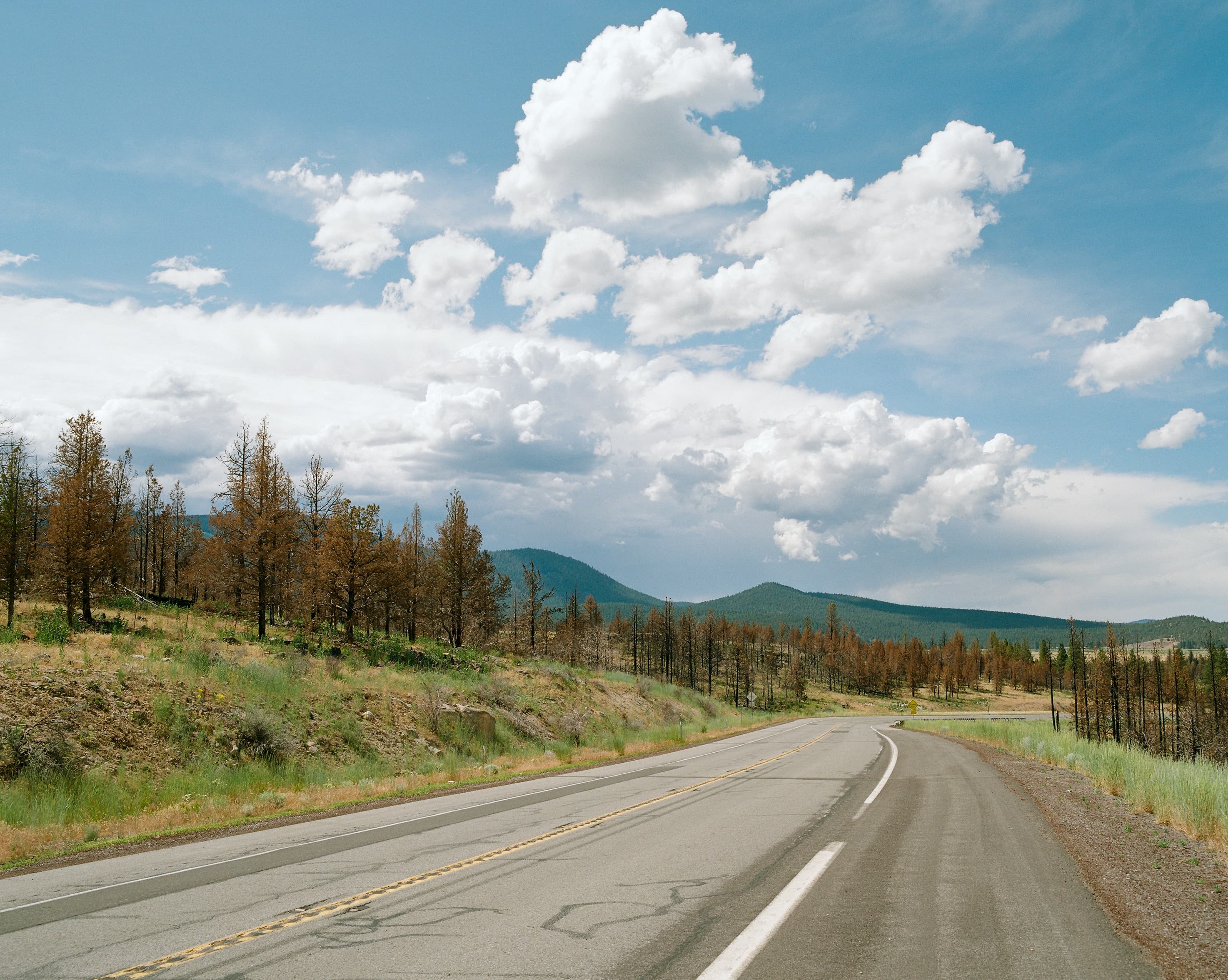 Highway curving through hillsides of fire-scorched pines under cumulus clouds